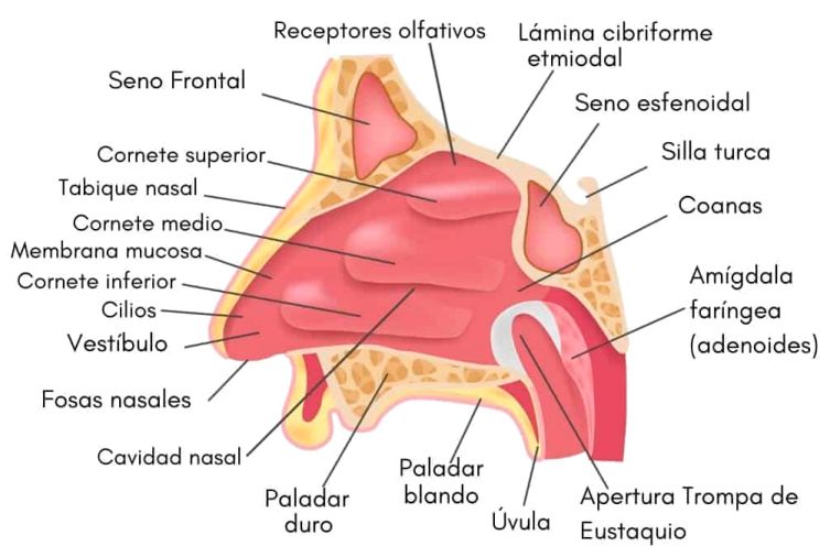 nariz-esquema nariz-esquema