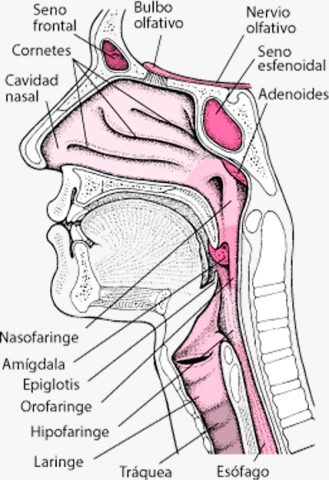 esquema_cuello